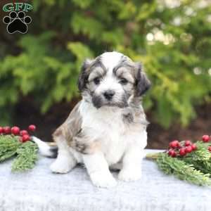 Macy, Havachon Puppy